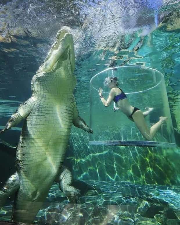 Animals So Huge They Look Unreal (26 photos)