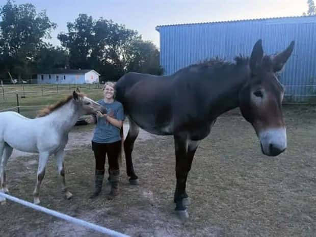 Animals So Huge They Look Unreal (26 photos)