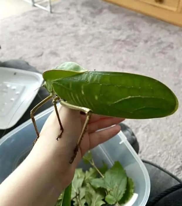 Animals So Huge They Look Unreal (26 photos)