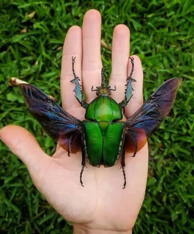 Animals So Huge They Look Unreal (26 photos)