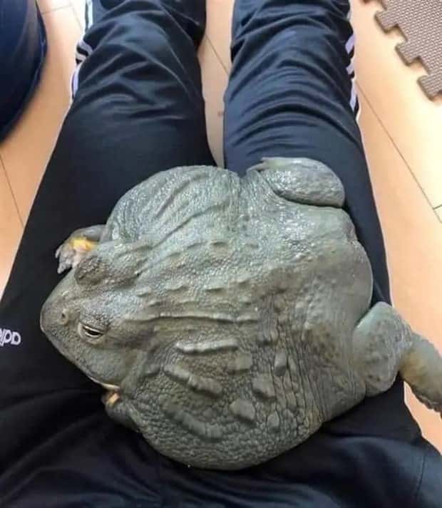 Animals So Huge They Look Unreal (26 photos)