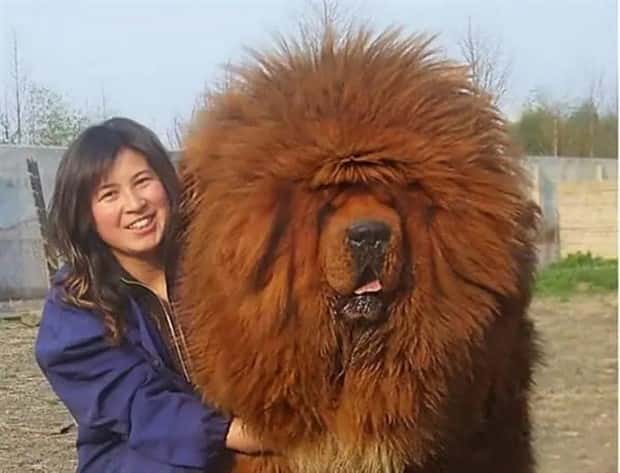 Animals So Huge They Look Unreal (26 photos)