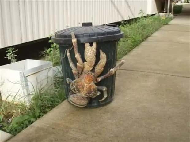 Animals So Huge They Look Unreal (26 photos)
