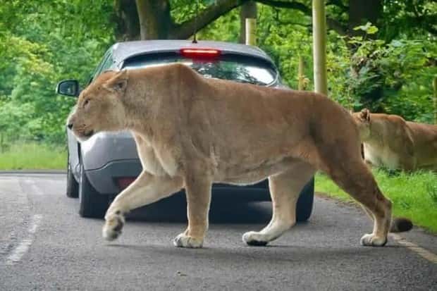 Animals So Huge They Look Unreal (26 photos)