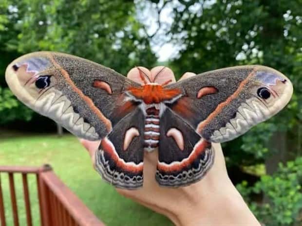 Animals So Huge They Look Unreal (26 photos)