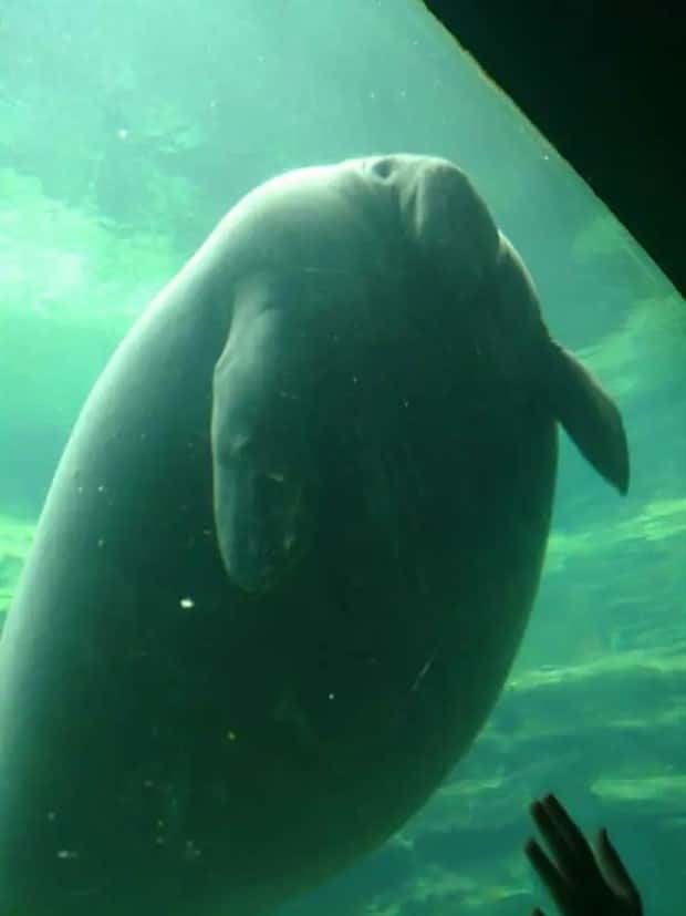 Animals So Huge They Look Unreal (26 photos)