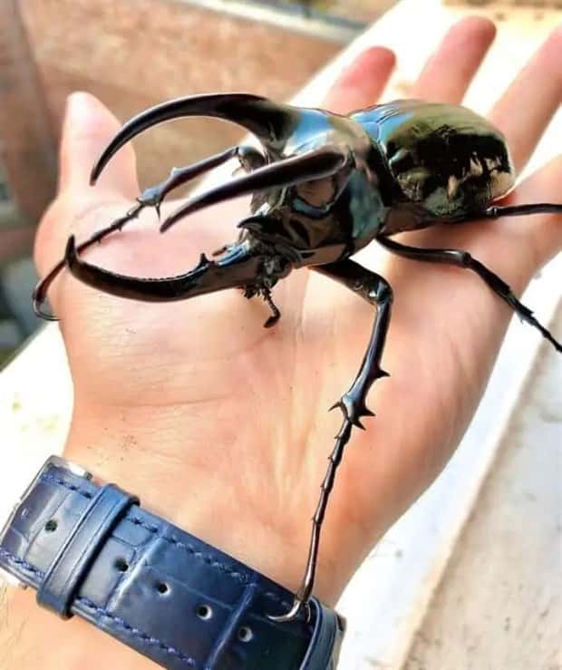 Animals So Huge They Look Unreal (26 photos)