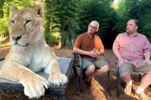 Animals So Huge They Look Unreal (26 photos)