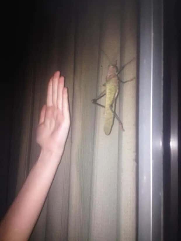 Animals So Huge They Look Unreal (26 photos)