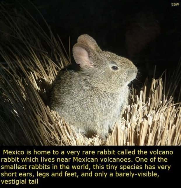 Interesting Things to Know About Mexico (22 photos)