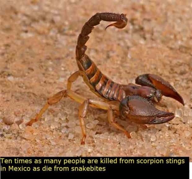 Interesting Things to Know About Mexico (22 photos)