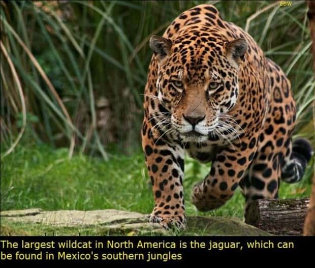 Interesting Things to Know About Mexico (22 photos)