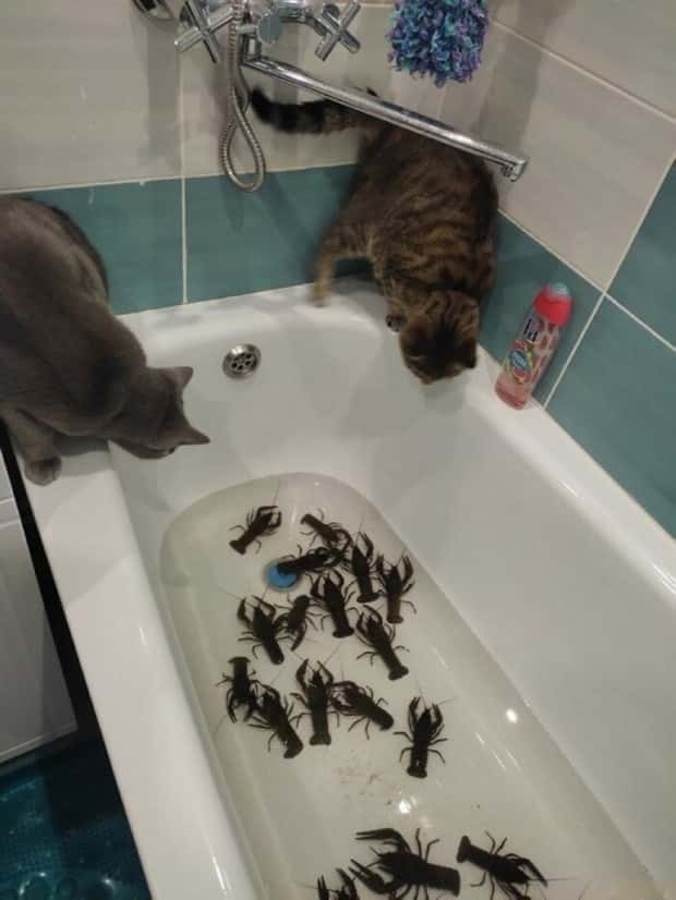 Klyker Picdump #1996 (41 photos)