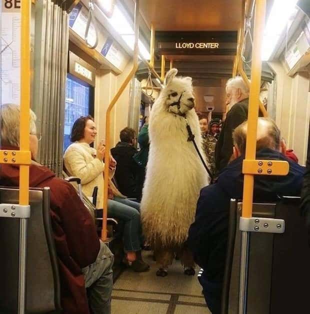 Klyker Picdump #2017 (42 photos)