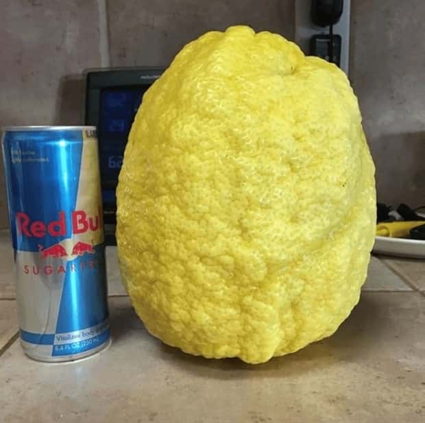 Extreme Sized Food That Stands (20 photos)