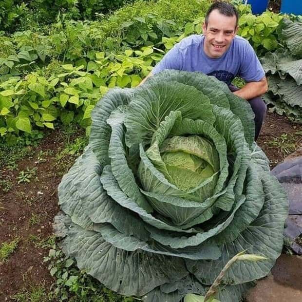 Extreme Sized Food That Stands (20 photos)