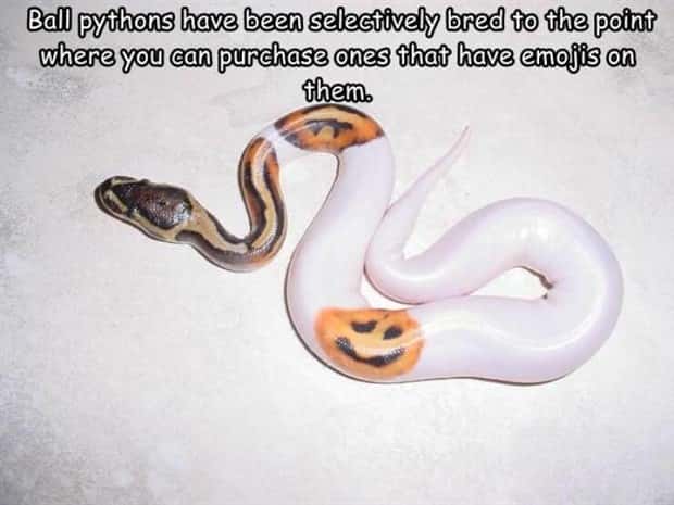 Interesting Pictures with Captions #210 (18 photos)