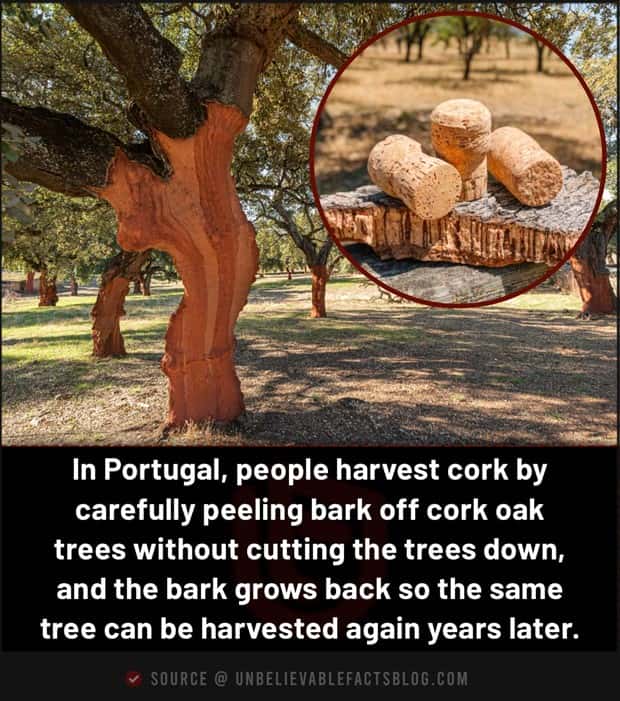 Cool and Interesting Facts #488 (24 photos)