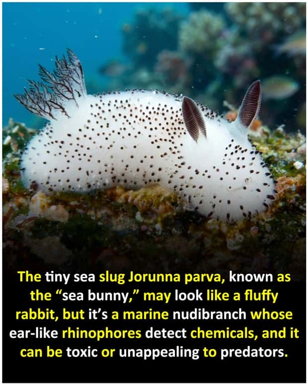 Cool and Interesting Facts #487 (21 photos)