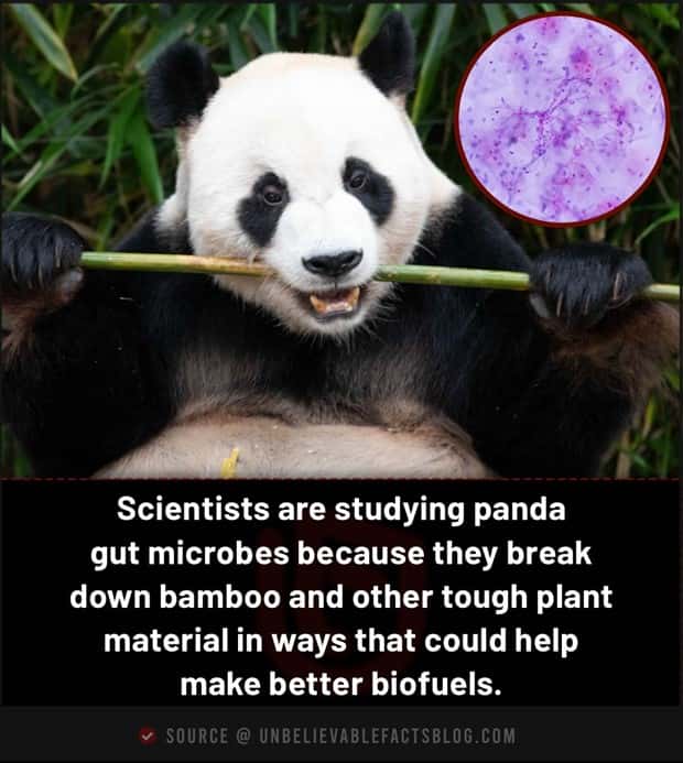 Cool and Interesting Facts #487 (21 photos)