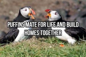 Cool and Interesting Facts #485 (19 photos)
