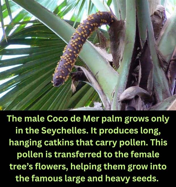 random facts 3 Cool and Interesting Facts #485 (19 photos)