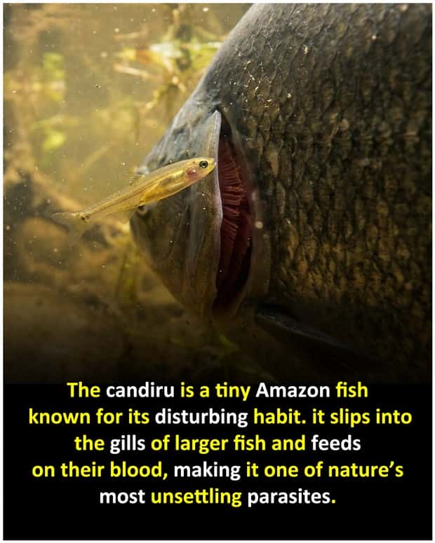 Cool and Interesting Facts #487 (21 photos)
