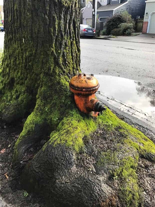 Trees That Secretly Collected Random Stuff (21 photos)