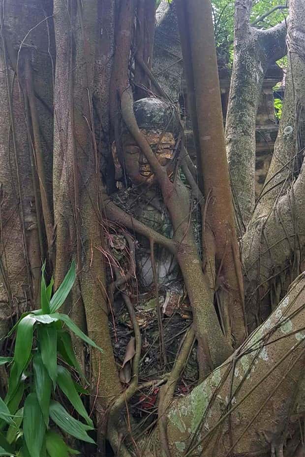 Trees That Secretly Collected Random Stuff (21 photos)