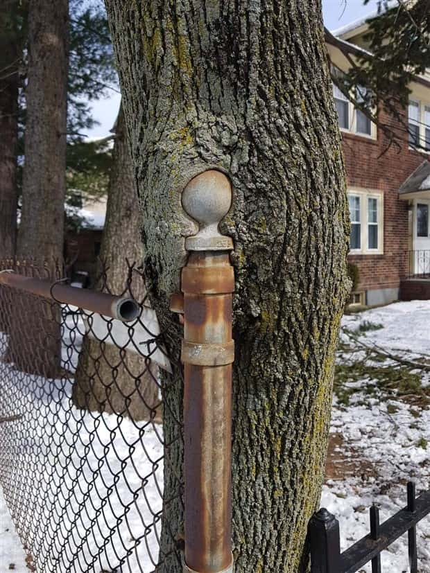 Trees That Secretly Collected Random Stuff (21 photos)