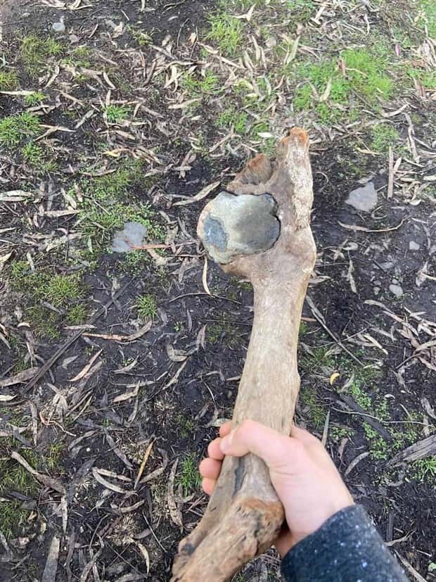 Trees That Secretly Collected Random Stuff (21 photos)