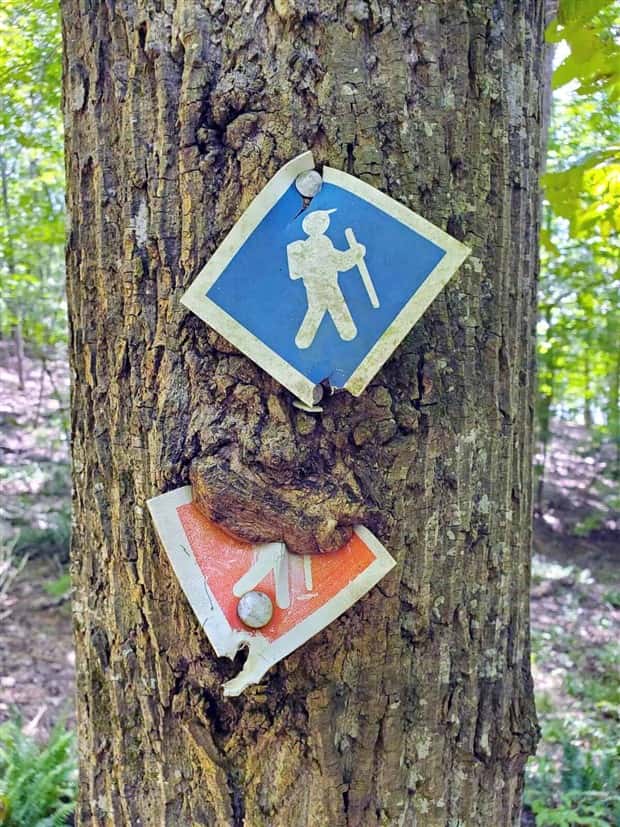 Trees That Secretly Collected Random Stuff (21 photos)