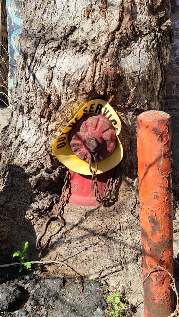Trees That Secretly Collected Random Stuff (21 photos)