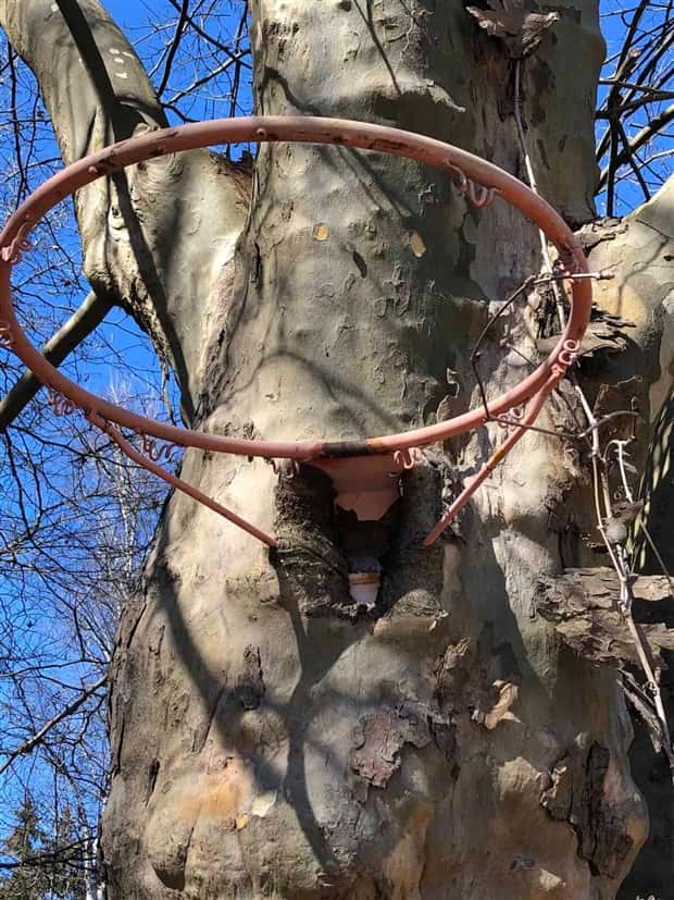 Trees That Secretly Collected Random Stuff (21 photos)