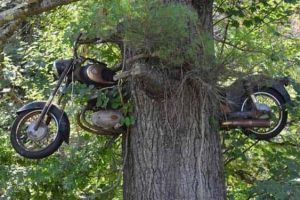 Trees That Secretly Collected Random Stuff (21 photos)