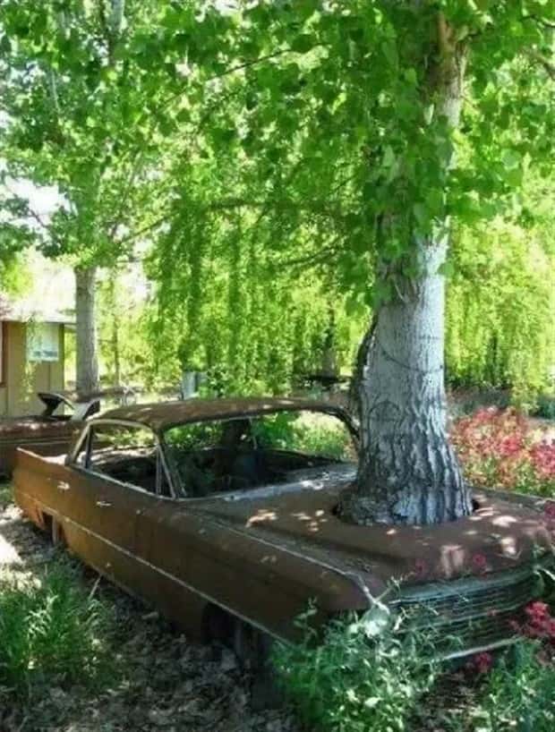 Trees That Secretly Collected Random Stuff (21 photos)
