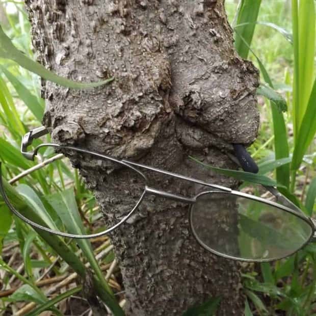 Trees That Secretly Collected Random Stuff (21 photos)