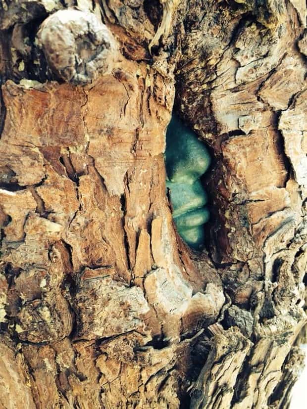 Trees That Secretly Collected Random Stuff (21 photos)