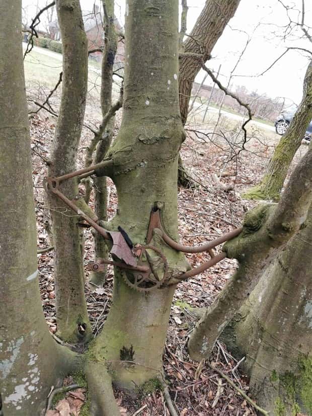 Trees That Secretly Collected Random Stuff (21 photos)