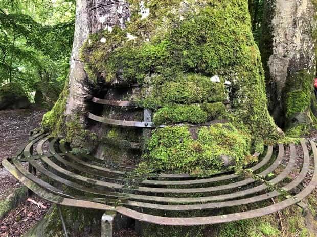 Trees That Secretly Collected Random Stuff (21 photos)