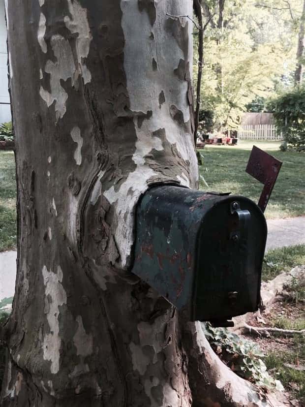 Trees That Secretly Collected Random Stuff (21 photos)