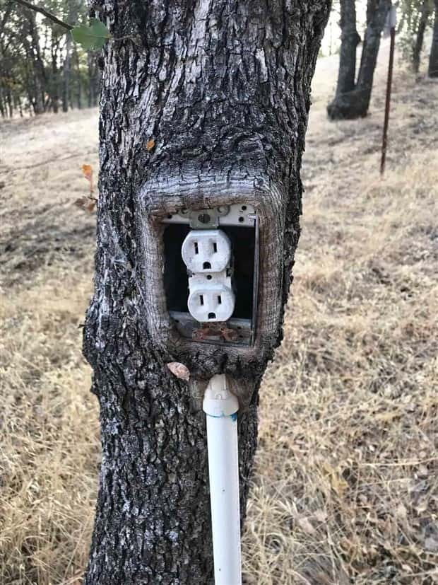 Trees That Secretly Collected Random Stuff (21 photos)