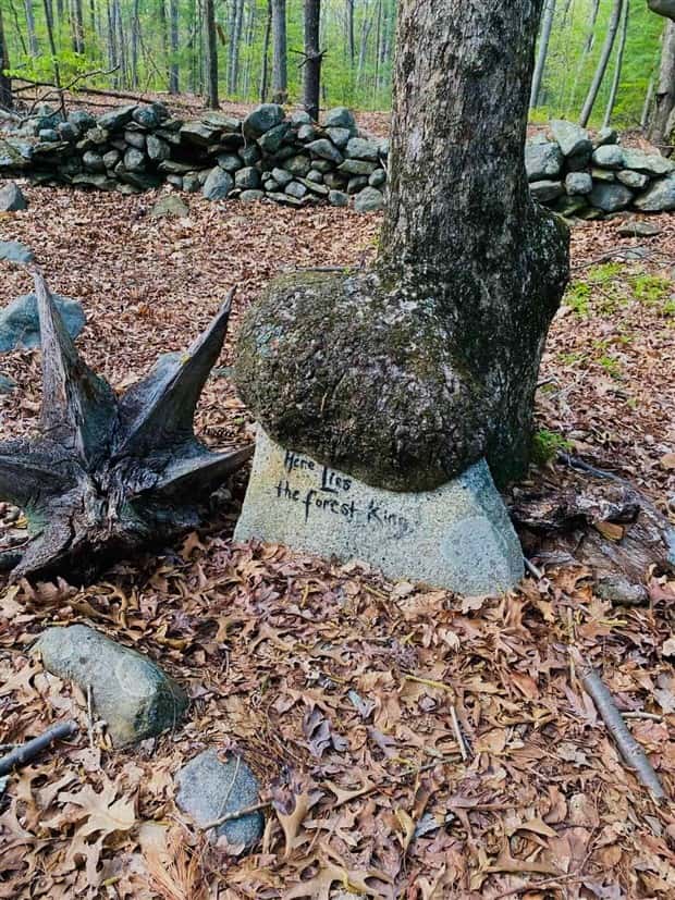 Trees That Secretly Collected Random Stuff (21 photos)