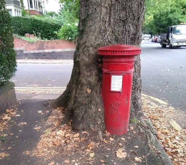 Trees That Secretly Collected Random Stuff (21 photos)