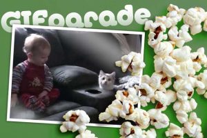 Amusing GIF Parade CLXV