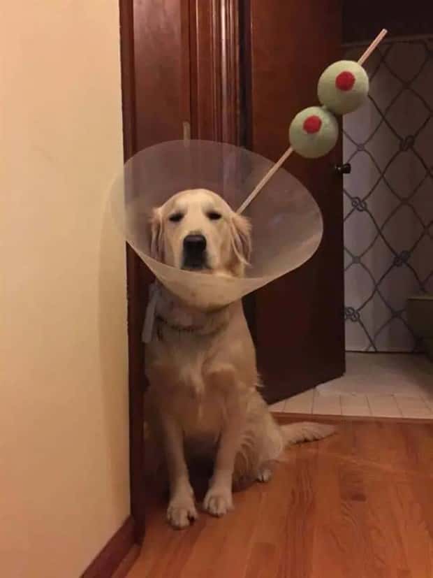 animals in costumes 1 Funny Costumed Animals That Won Every Heart (20 photos)