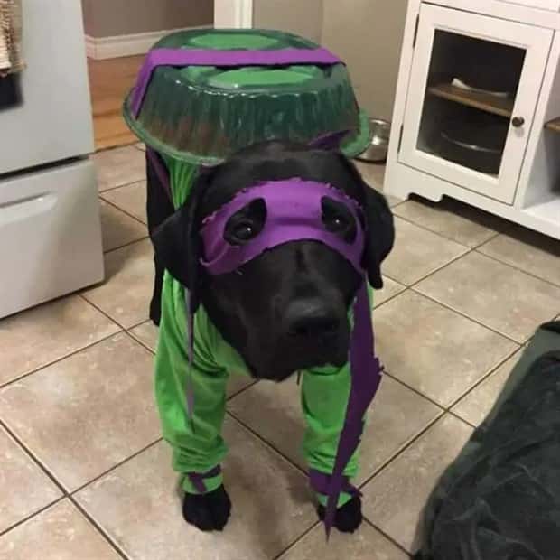 animals in costumes 11 Funny Costumed Animals That Won Every Heart (20 photos)