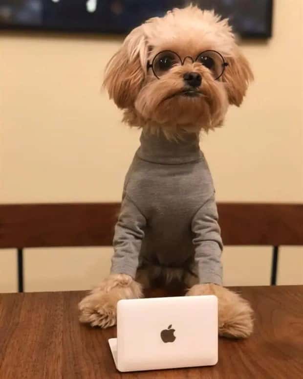 animals in costumes 12 Funny Costumed Animals That Won Every Heart (20 photos)