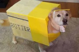 Funny Costumed Animals That Won Every Heart (20 photos)
