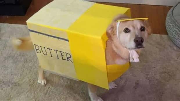 animals in costumes 13 Funny Costumed Animals That Won Every Heart (20 photos)